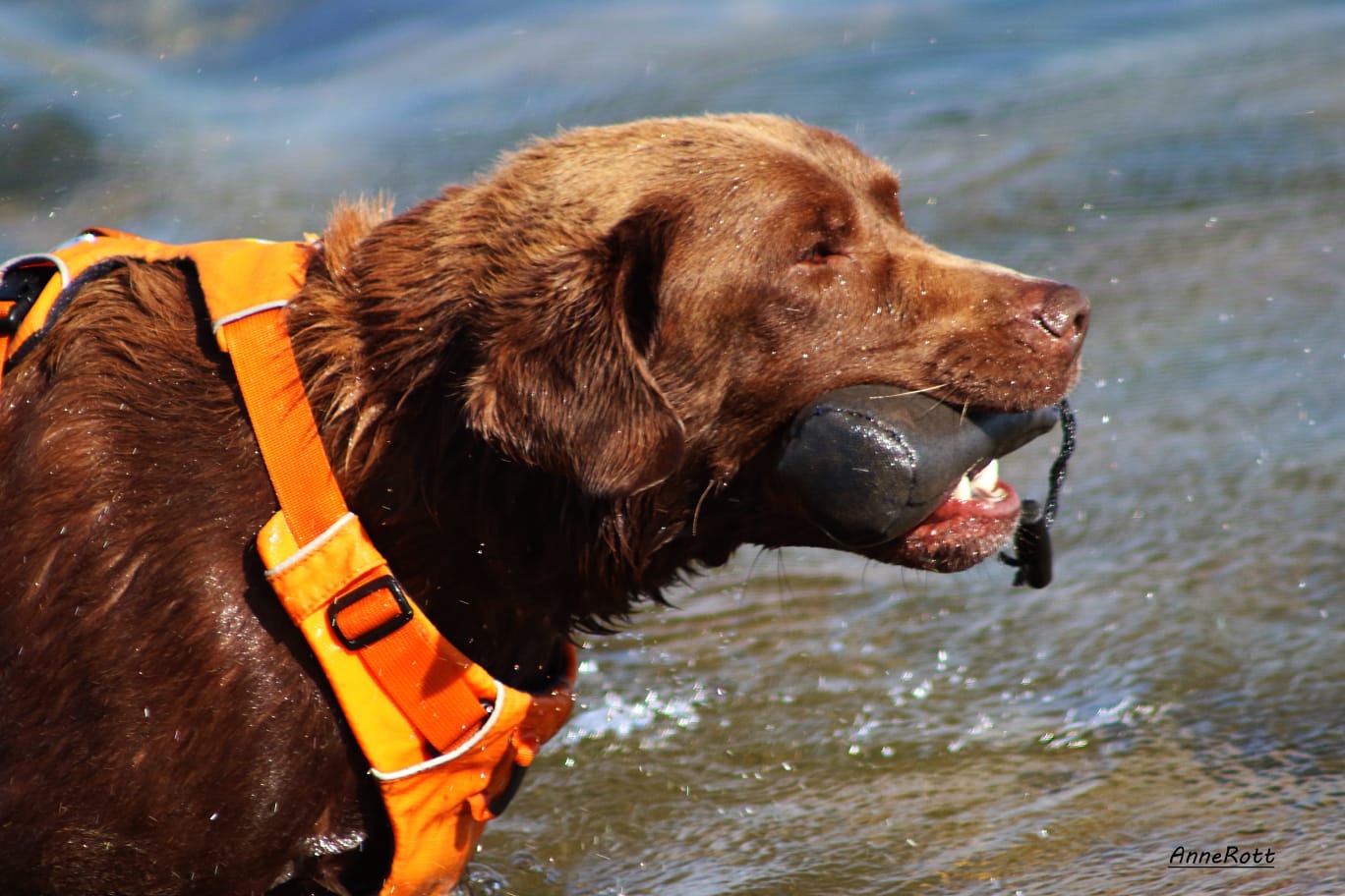 Dummytraining im Leipziger Land Retriever hält Dummy beim Dummytraining Einzeltraining in Leipzig