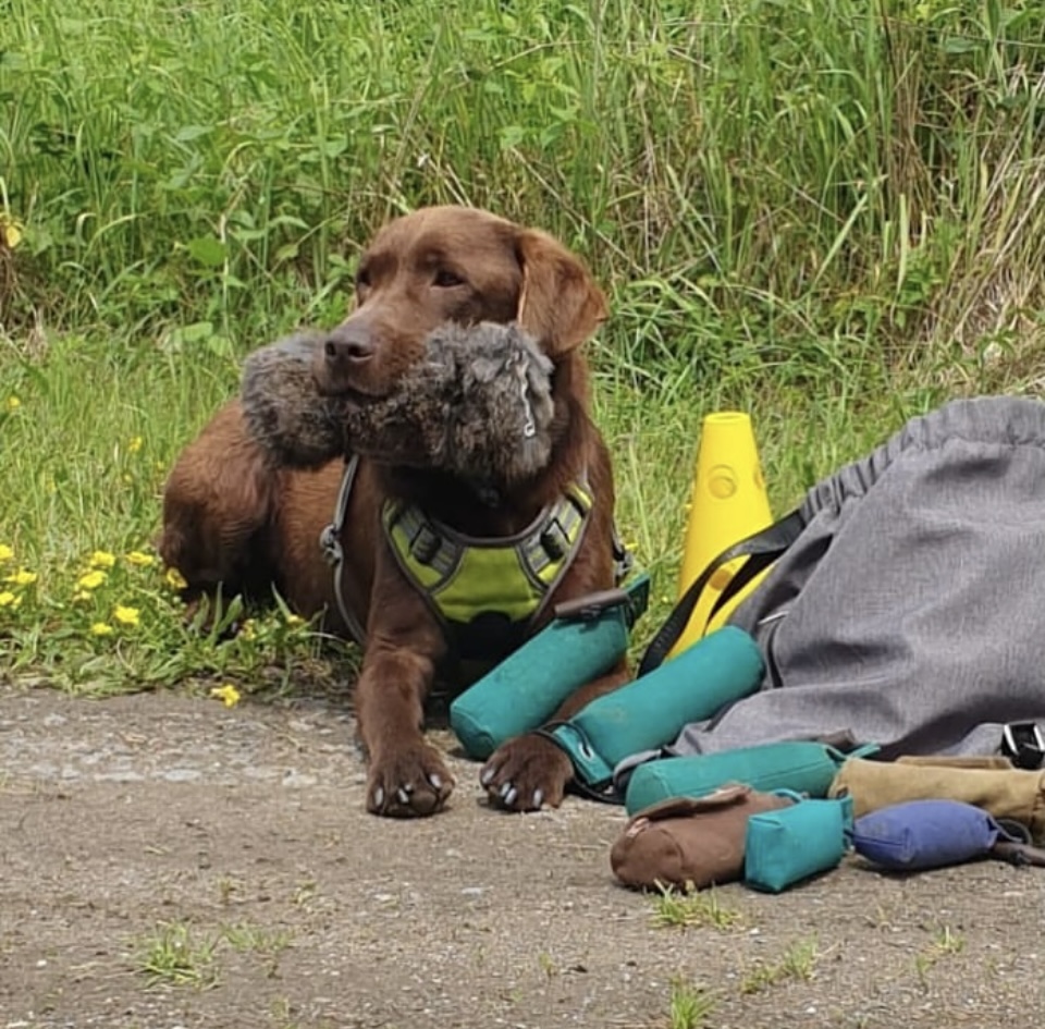 Dummytraining im Leipziger Land Labrador macht Platz beim Dummytraining im Leipziger Raum